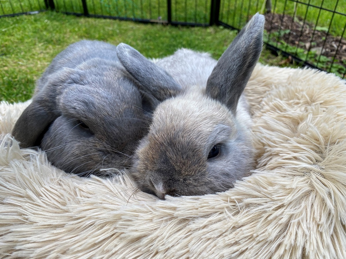 Kaninchen 3.jpg